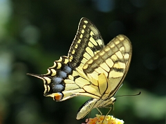 PRCANJ - Papillon (1)